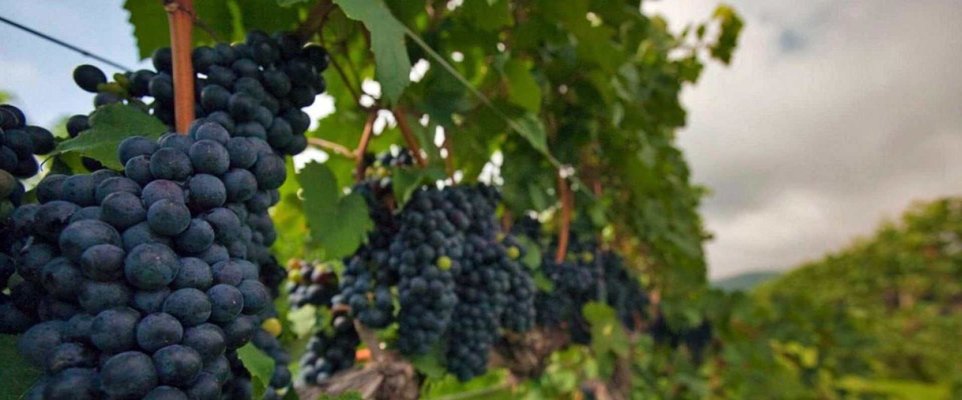 Exploring the Grape Varieties in Dulles, Virginia's Vineyards