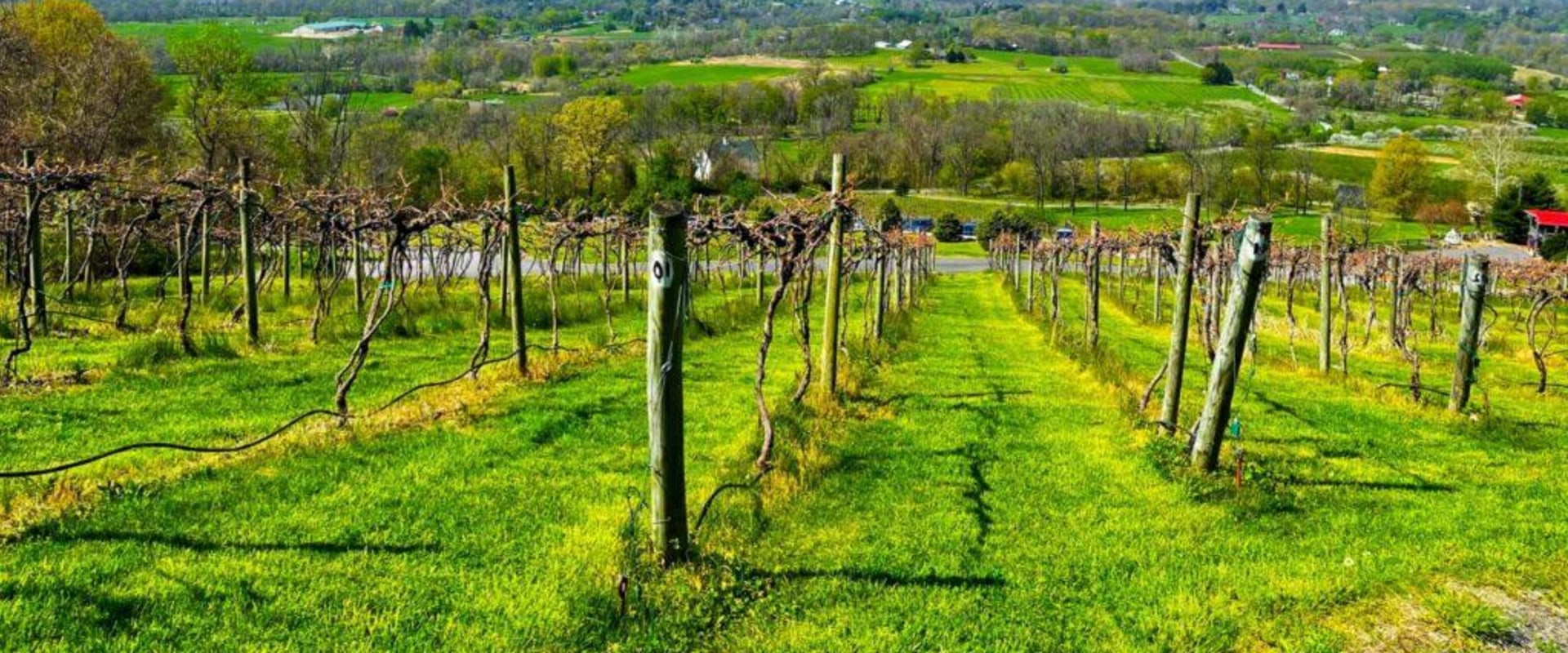 Exploring the Magnificent Vineyards of Dulles, Virginia