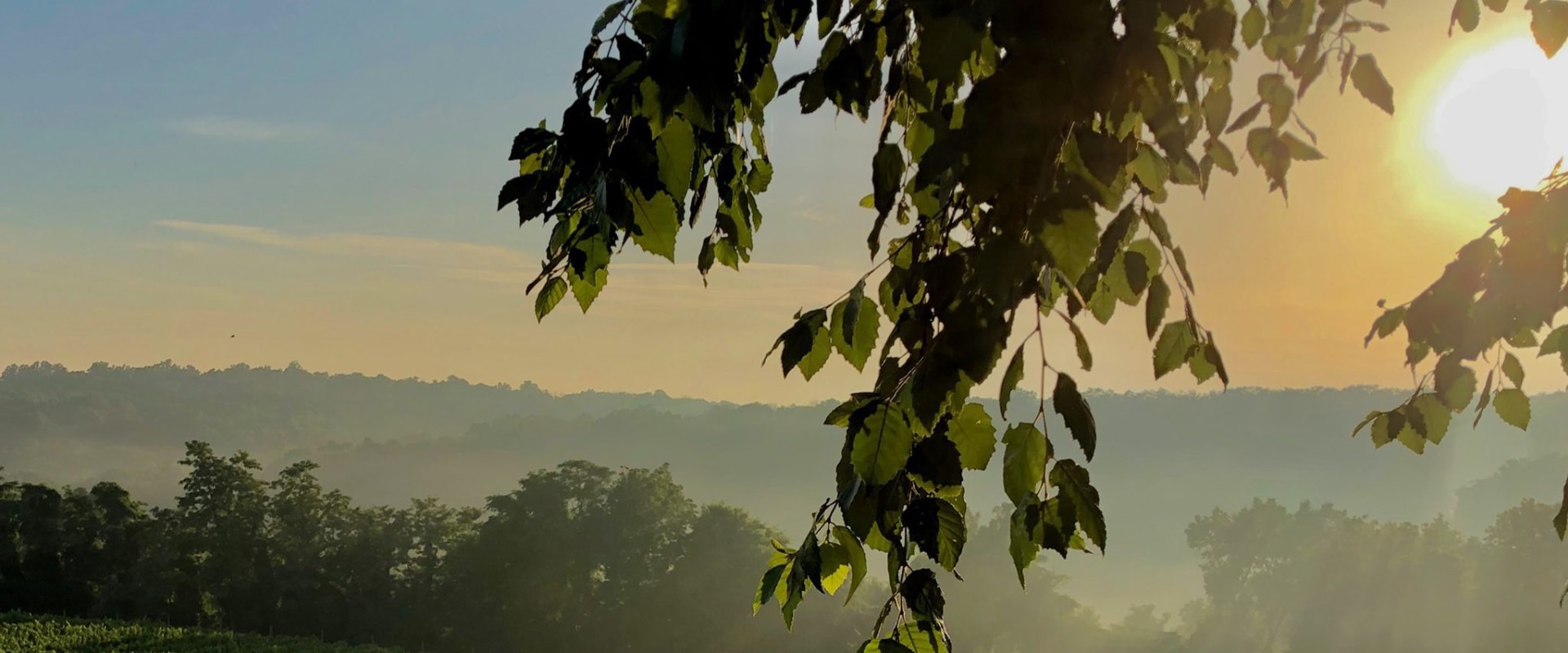 Exploring the Organic Vineyards of Dulles, Virginia