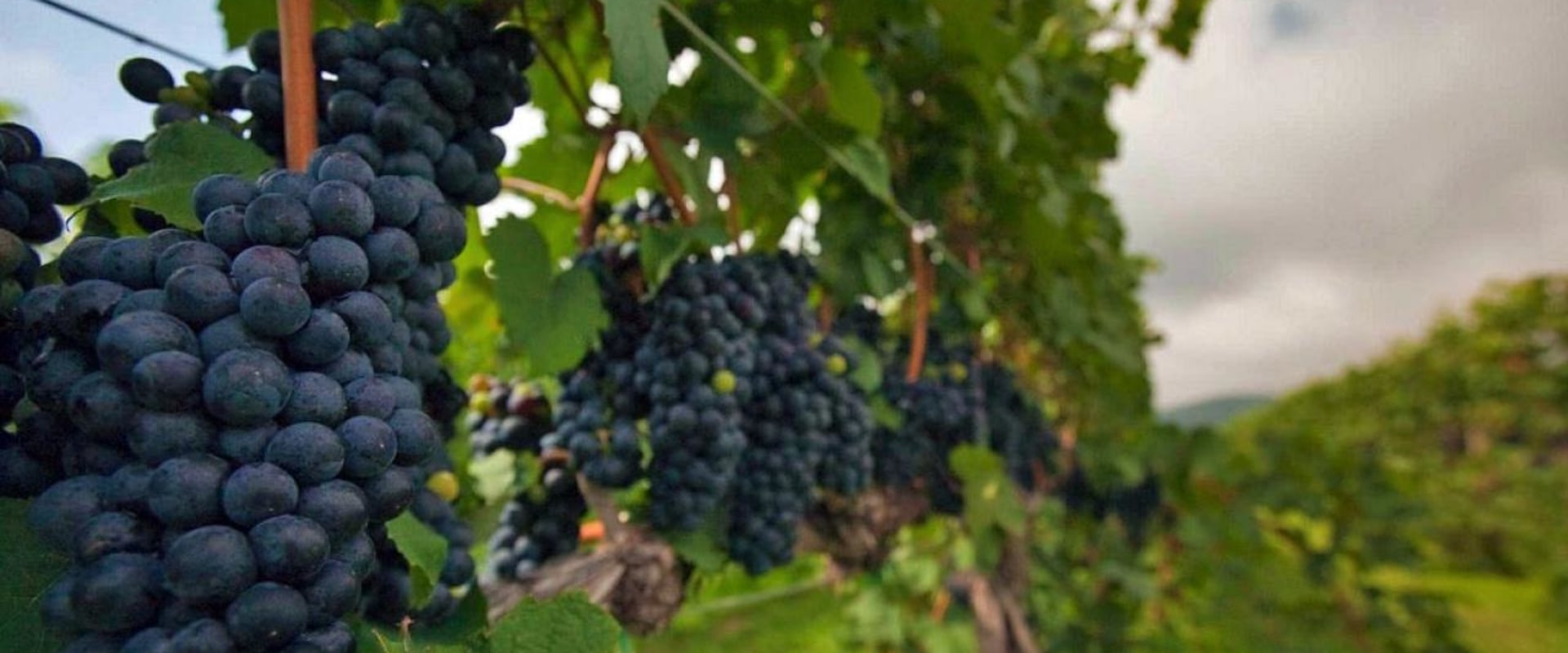 Exploring the Vineyards of Dulles, Virginia - An Expert's Guide