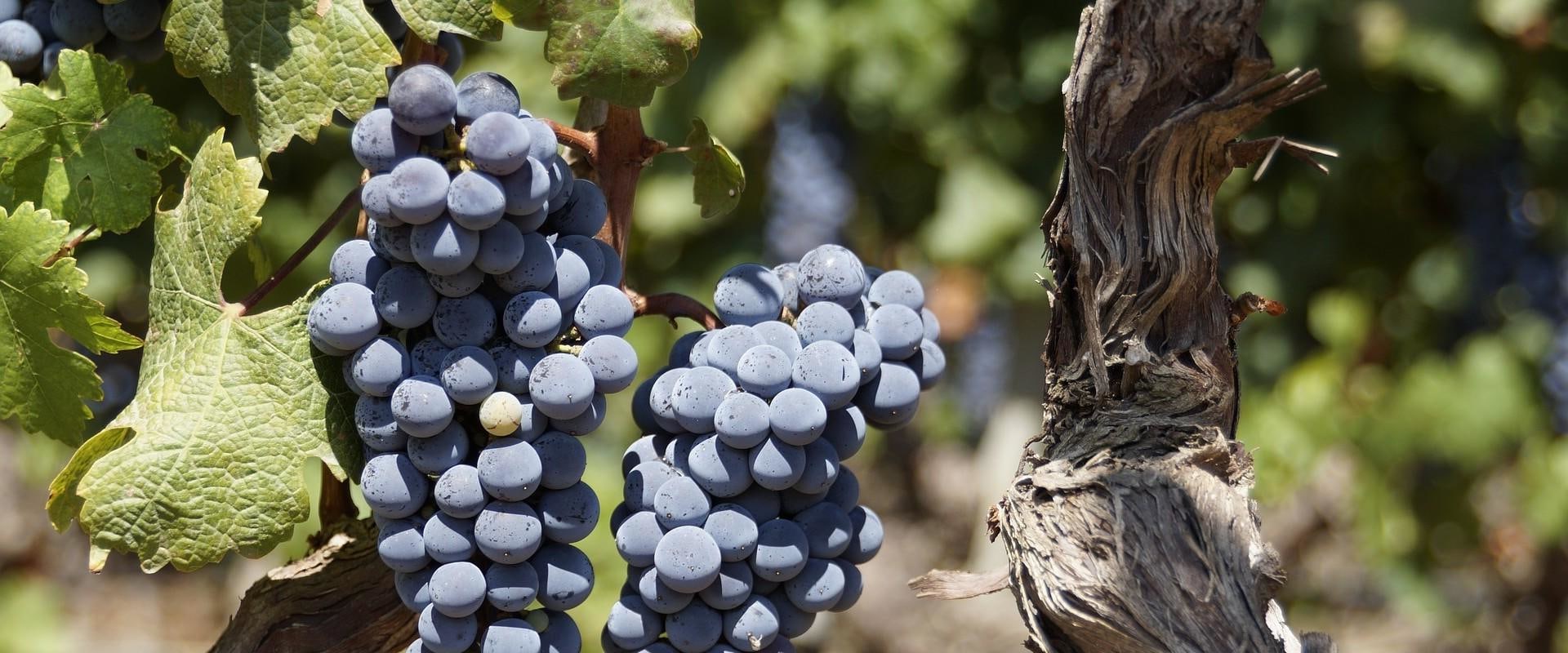 The Perfect Climate for Growing Grapes in Dulles, Virginia