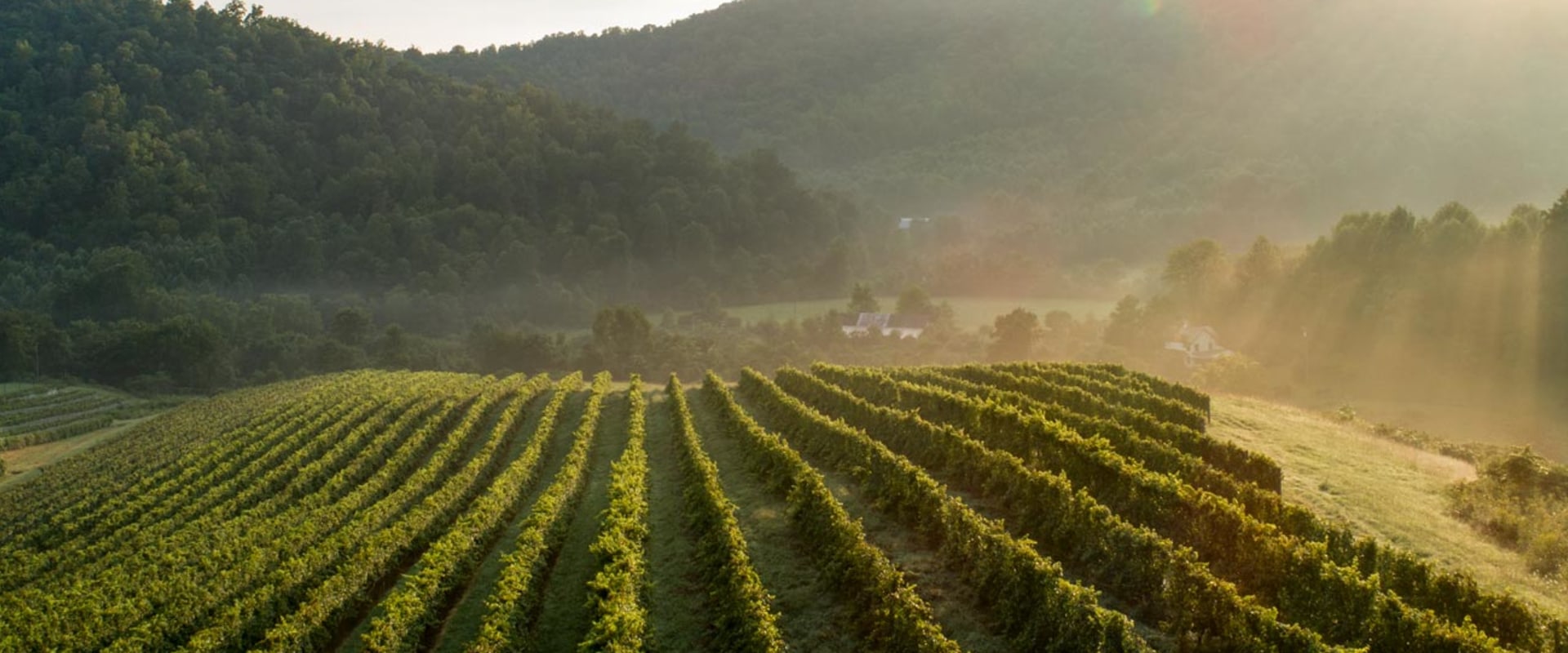 Exploring the Vineyards of Dulles, Virginia: A Culinary Journey