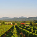 Exploring the Vineyards of Dulles, Virginia: Special Events and Promotions