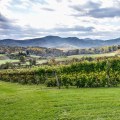 Exploring the Vineyards in Dulles, Virginia: Are There Any Restrictions on Bringing Outside Food or Drinks?