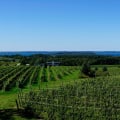 Exploring the Average Size of Vineyards in Dulles, Virginia
