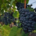 Exploring the Grape Varieties in Dulles, Virginia's Vineyards