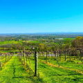 Exploring the Best Vineyards in Dulles, Virginia