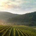 The Rich History of Vineyards in Dulles, Virginia: A Look Back