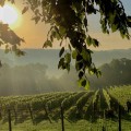 Exploring the Organic Vineyards of Dulles, Virginia