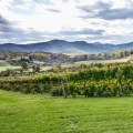 Exploring the Family-Owned Vineyards of Dulles, Virginia