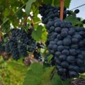 Exploring the Vineyards of Dulles, Virginia - An Expert's Guide