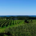 Exploring the Average Price Range for Wine from Vineyards in Dulles, Virginia