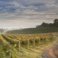 Exploring the Vineyards of Dulles, Virginia: A Guide to Buying Wine