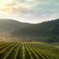 Exploring the Vineyards of Dulles, Virginia: A Culinary Journey