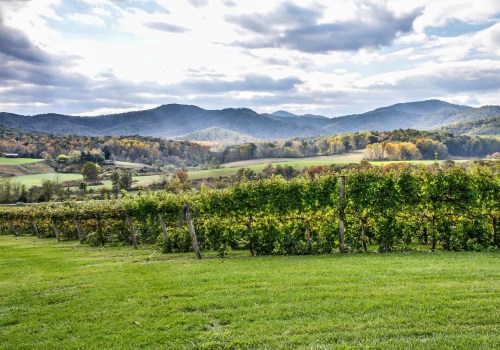 Exploring the Vineyards in Dulles, Virginia: Are There Any Restrictions on Bringing Outside Food or Drinks?