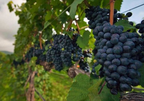 Exploring the Grape Varieties in Dulles, Virginia's Vineyards