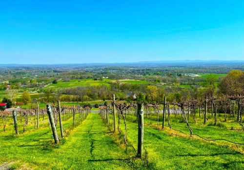 Exploring the Best Vineyards in Dulles, Virginia
