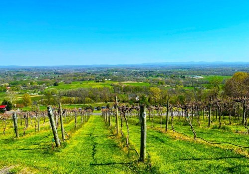 Exploring the Magnificent Vineyards of Dulles, Virginia