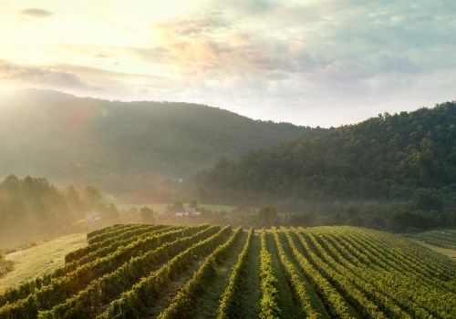 The Rich History of Vineyards in Dulles, Virginia: A Look Back