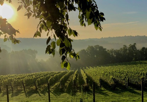 Exploring the Organic Vineyards of Dulles, Virginia