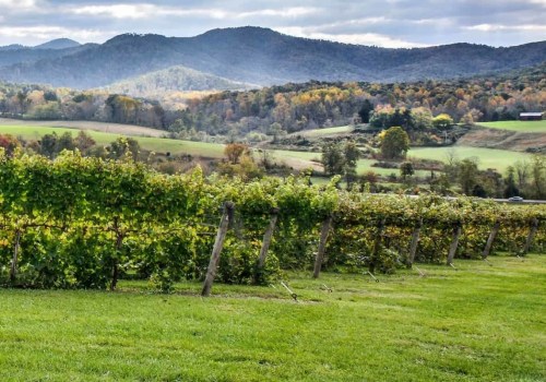 Exploring the Vineyards in Dulles, Virginia: A Guide to Visiting with Children