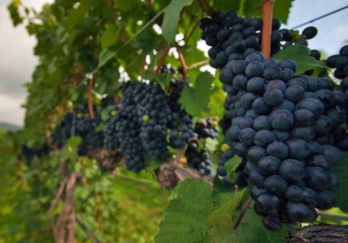 Exploring the Vineyards of Dulles, Virginia - An Expert's Guide