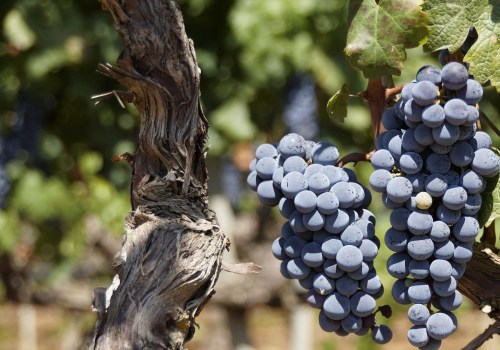 The Perfect Climate for Growing Grapes in Dulles, Virginia