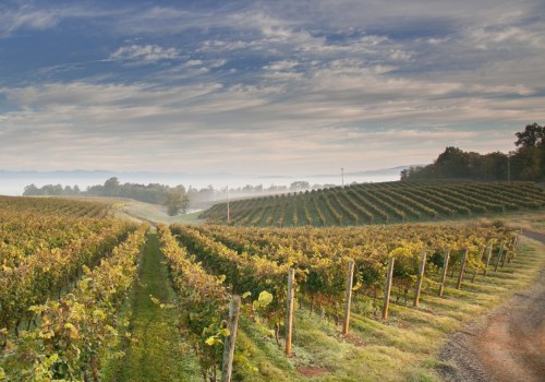 Exploring the Vineyards of Dulles, Virginia: A Guide to Buying Wine